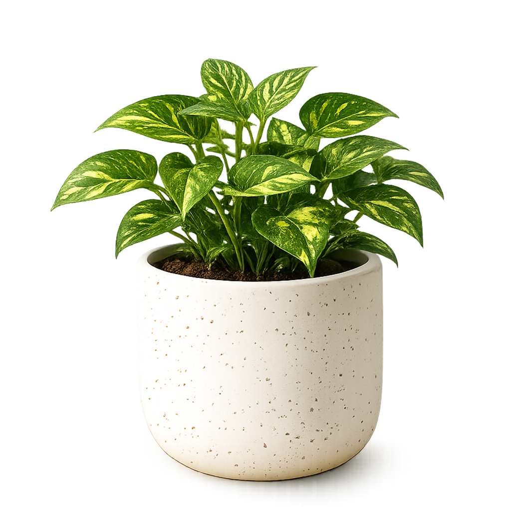 Potted plant on a wooden table