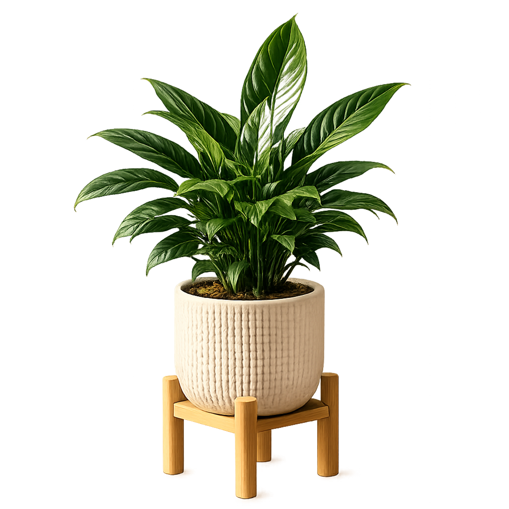 Potted plant on a wooden stand