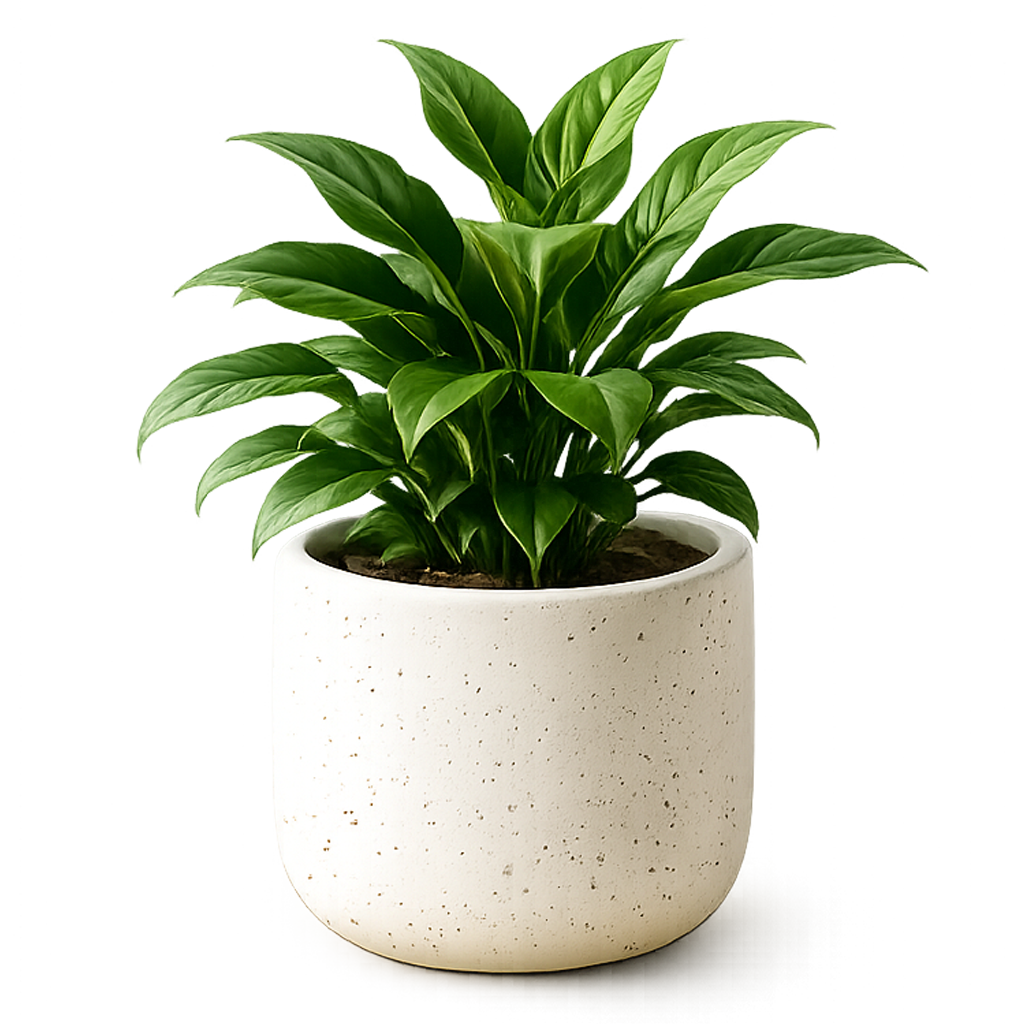 Potted plant on a wooden table