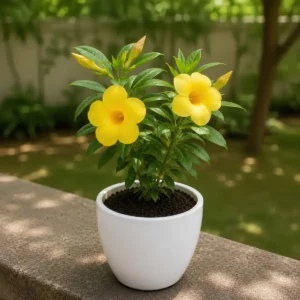Alamanda