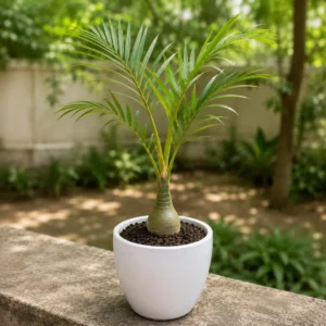 Bottle Palm