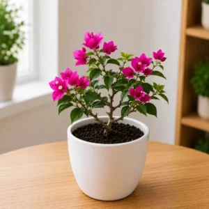 Bougainvillea