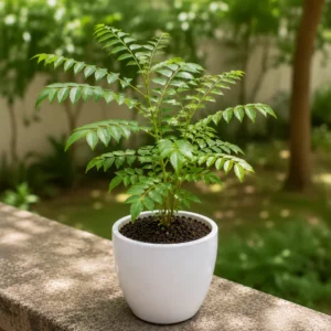 Curry Leaf