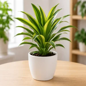Dracaena