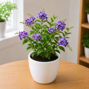 Duranta