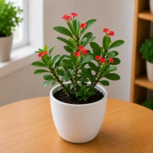 Crown of Thorns / Euphorbia