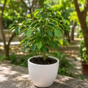 Ficus Benjamina