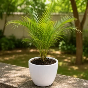 Foxtail Palm