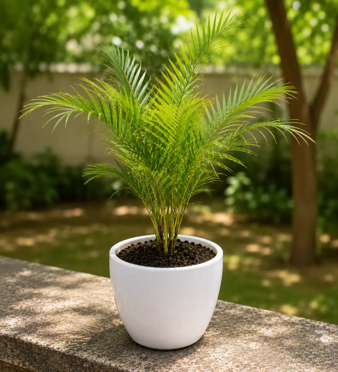 Foxtail Palm - Large