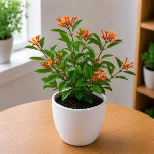Hamelia / Firebush