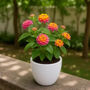 Lantana