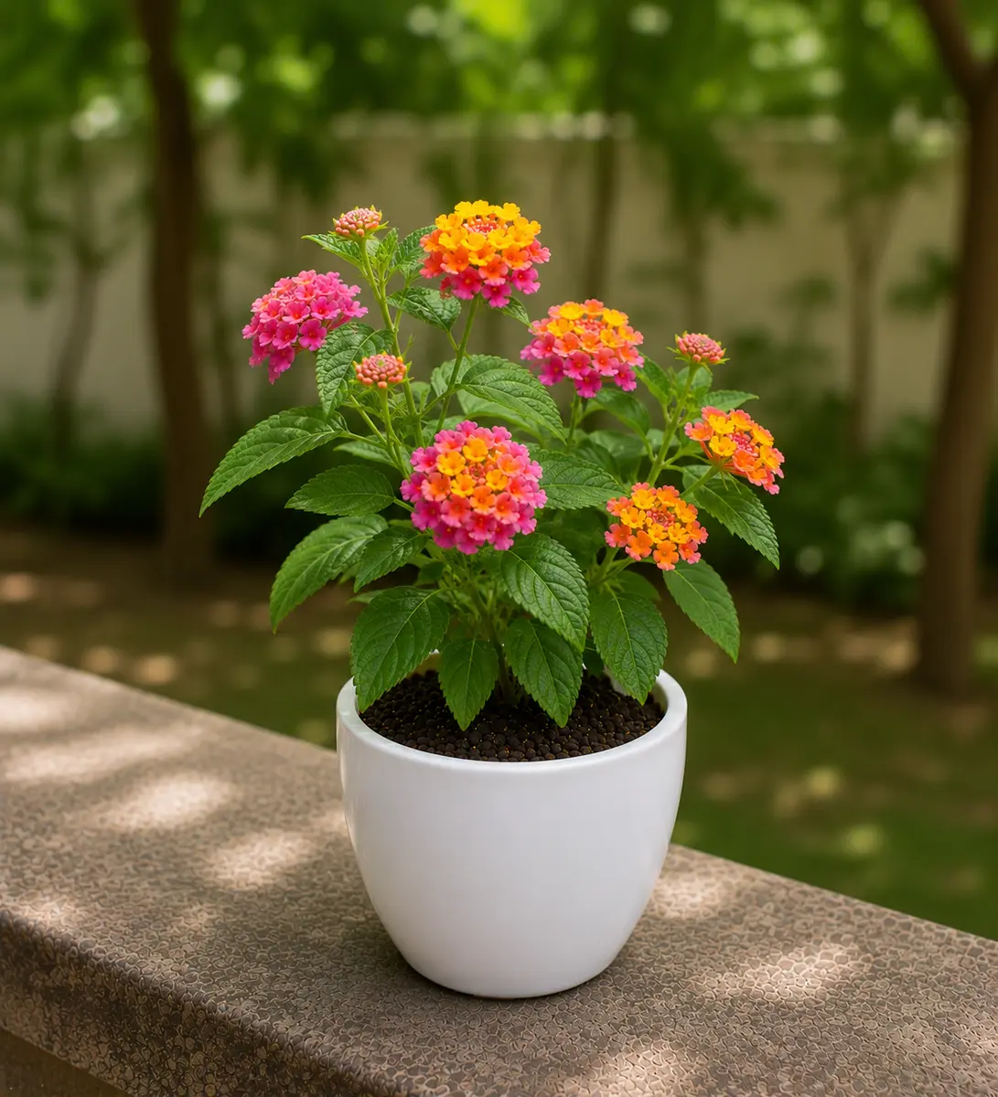 Lantana