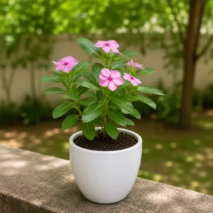 Madagascar Periwinkle / Sadabahar