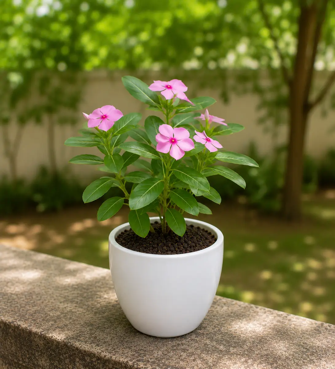 Madagascar Periwinkle / Sadabahar