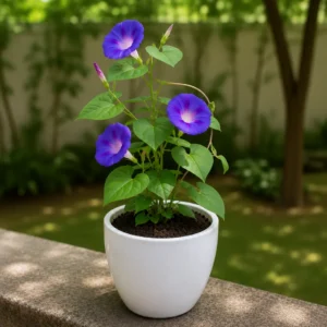 Morning Glory