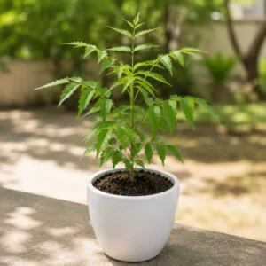 Neem