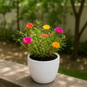 Portulaca
