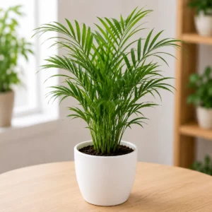 Areca Palm