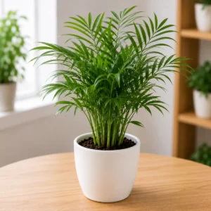Bamboo Palm