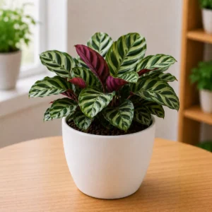 Calathea