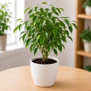 Ficus Benjamina