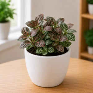 Fittonia / Nerve Plant