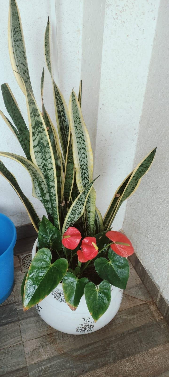 Beautiful Garden — LeafyLoom
