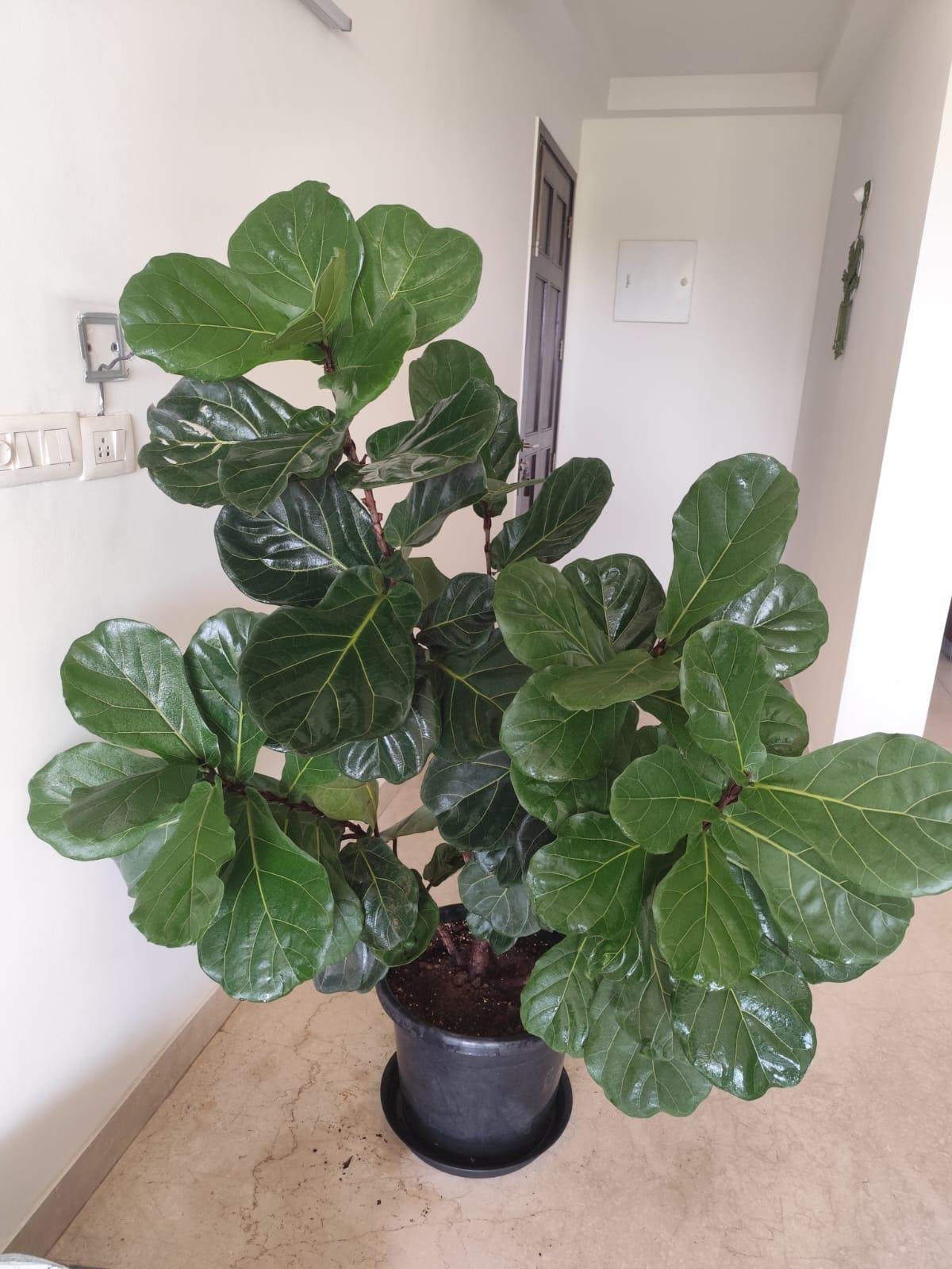 Garden Care — LeafyLoom