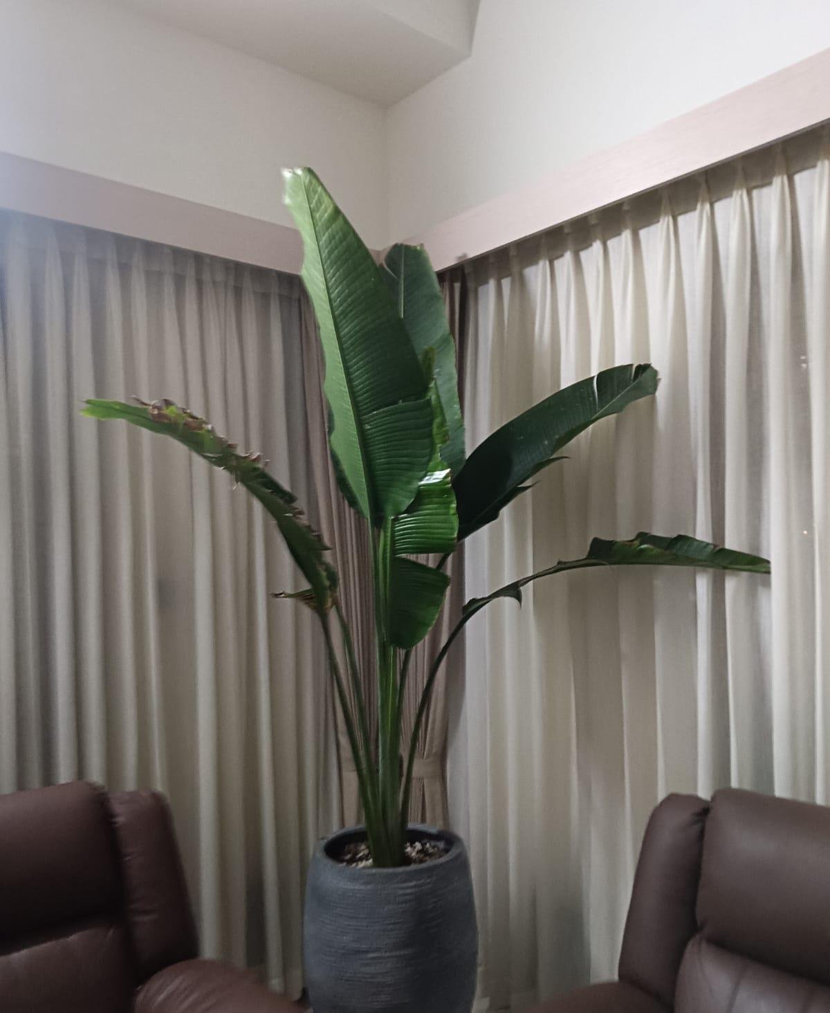 Garden Care — LeafyLoom