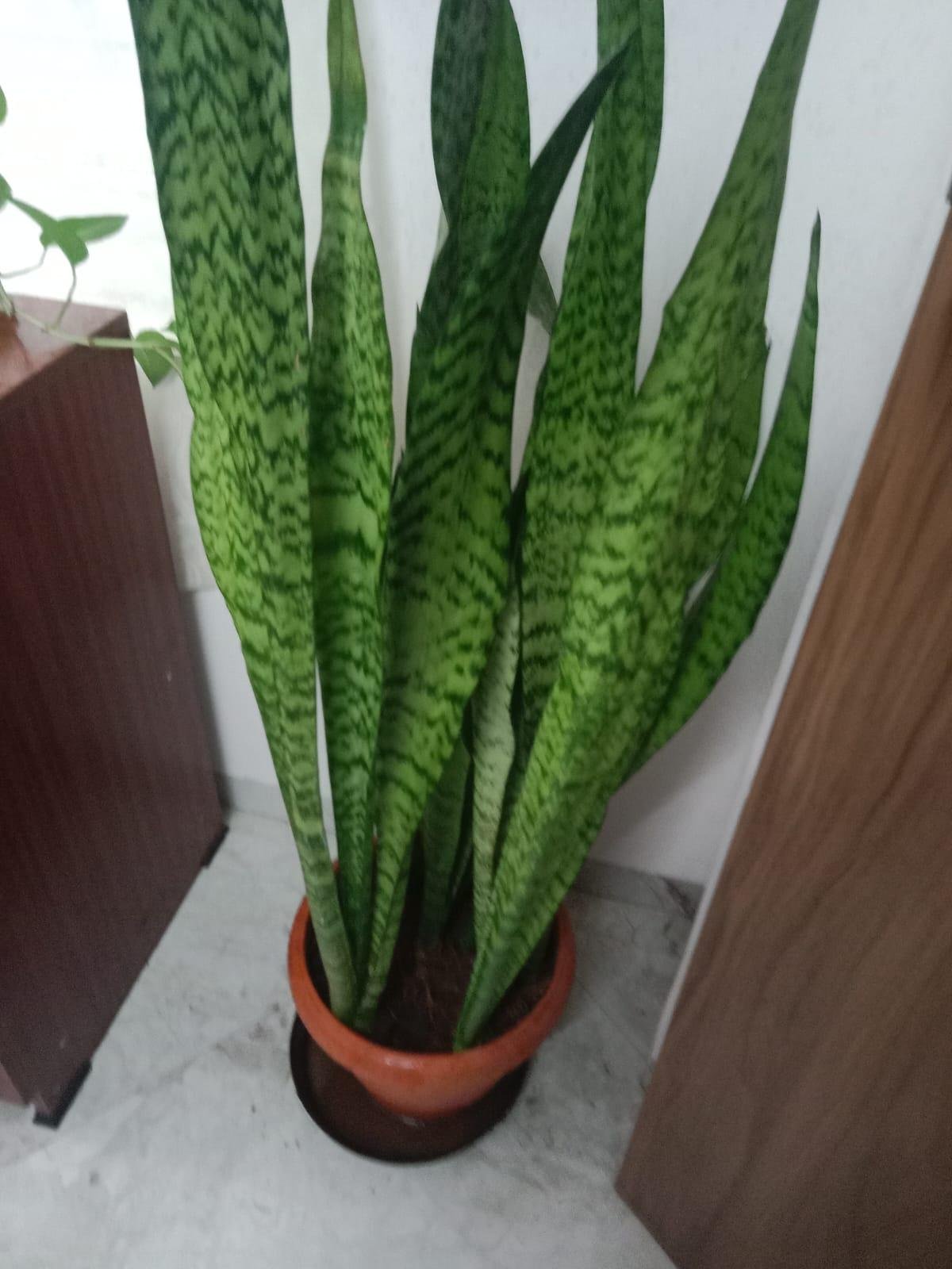 Garden Care — LeafyLoom