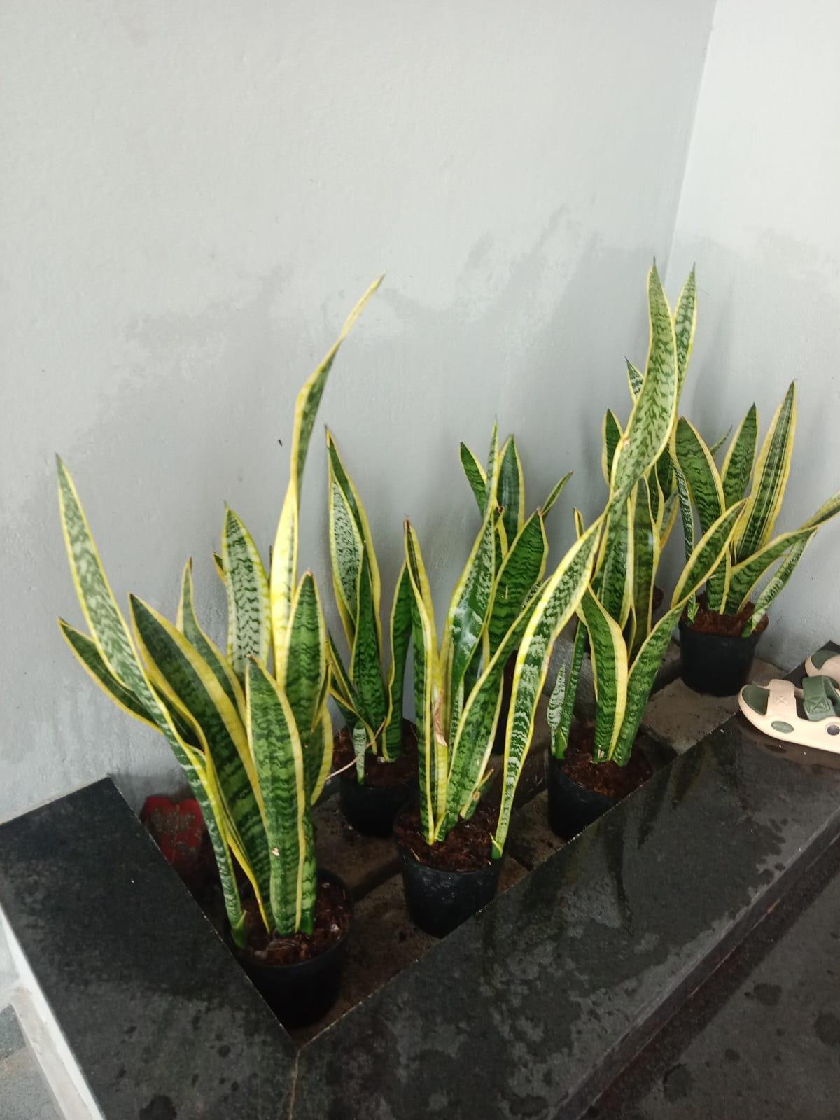 Garden Care — LeafyLoom