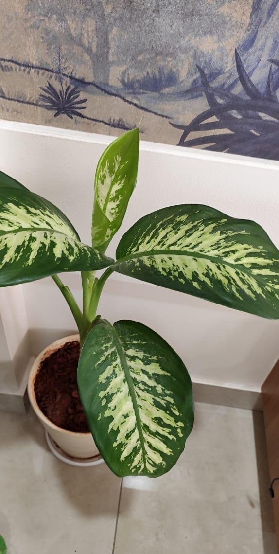 Garden Landscaping — LeafyLoom