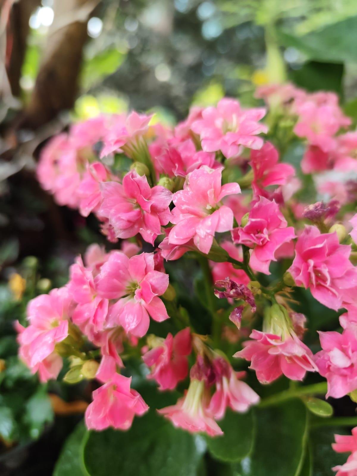 Garden Landscaping — LeafyLoom