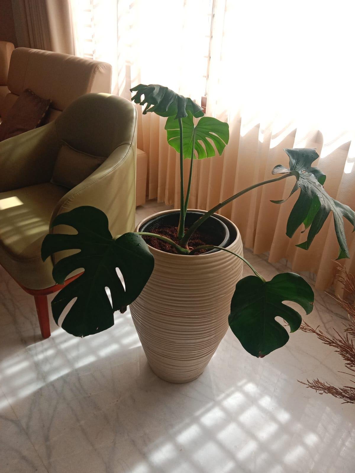 Garden Landscaping — LeafyLoom
