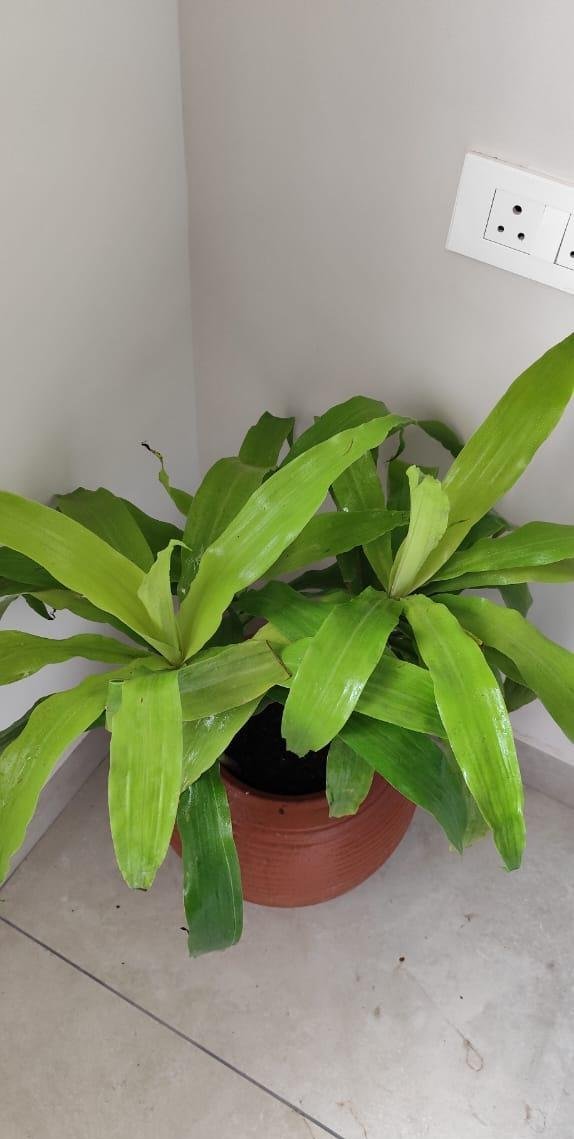 Garden Maintenance — LeafyLoom