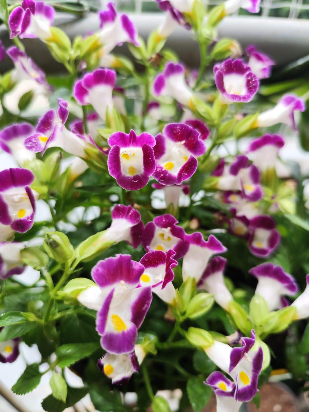 Garden Plants — LeafyLoom