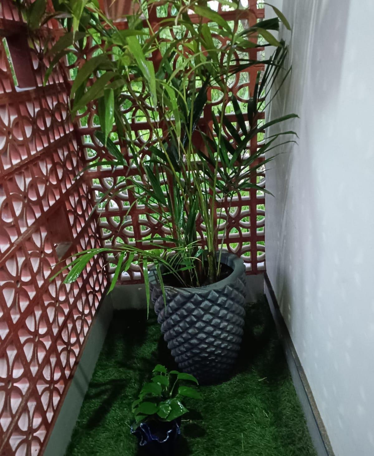 Garden Plants — LeafyLoom