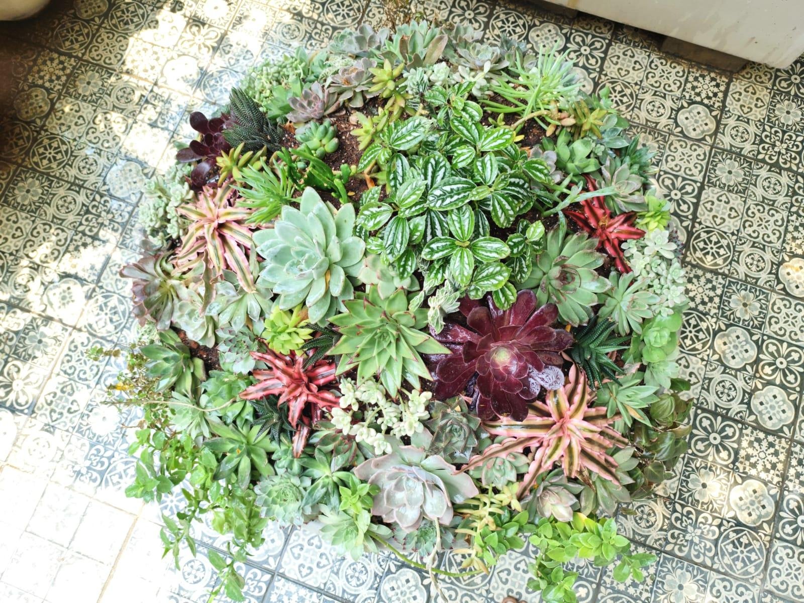 Garden Plants — LeafyLoom