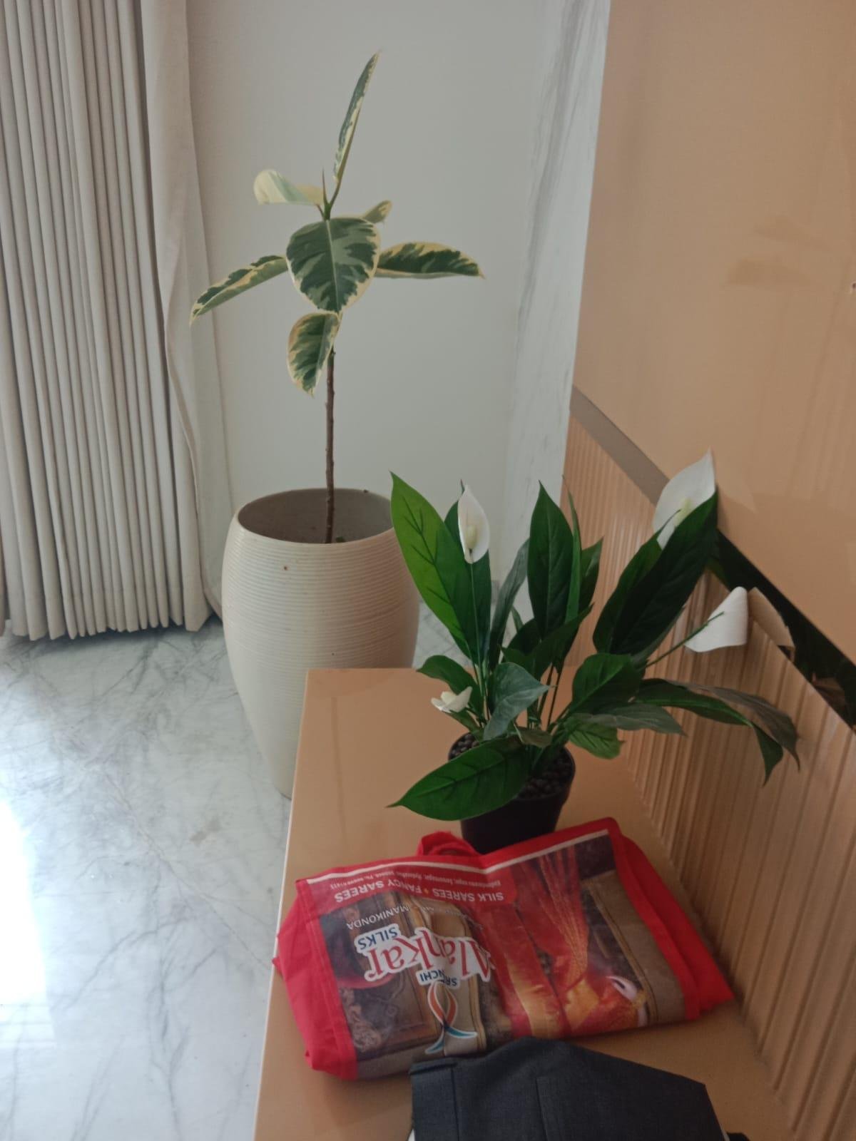 Garden Plants — LeafyLoom