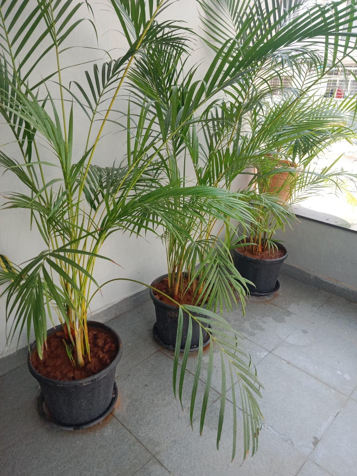 Garden Plants — LeafyLoom