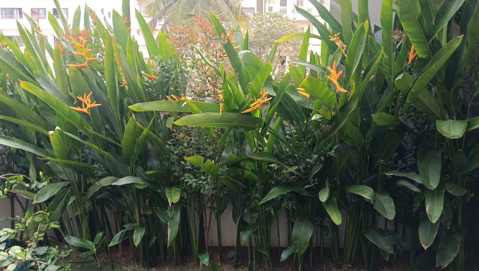 Green Garden — LeafyLoom