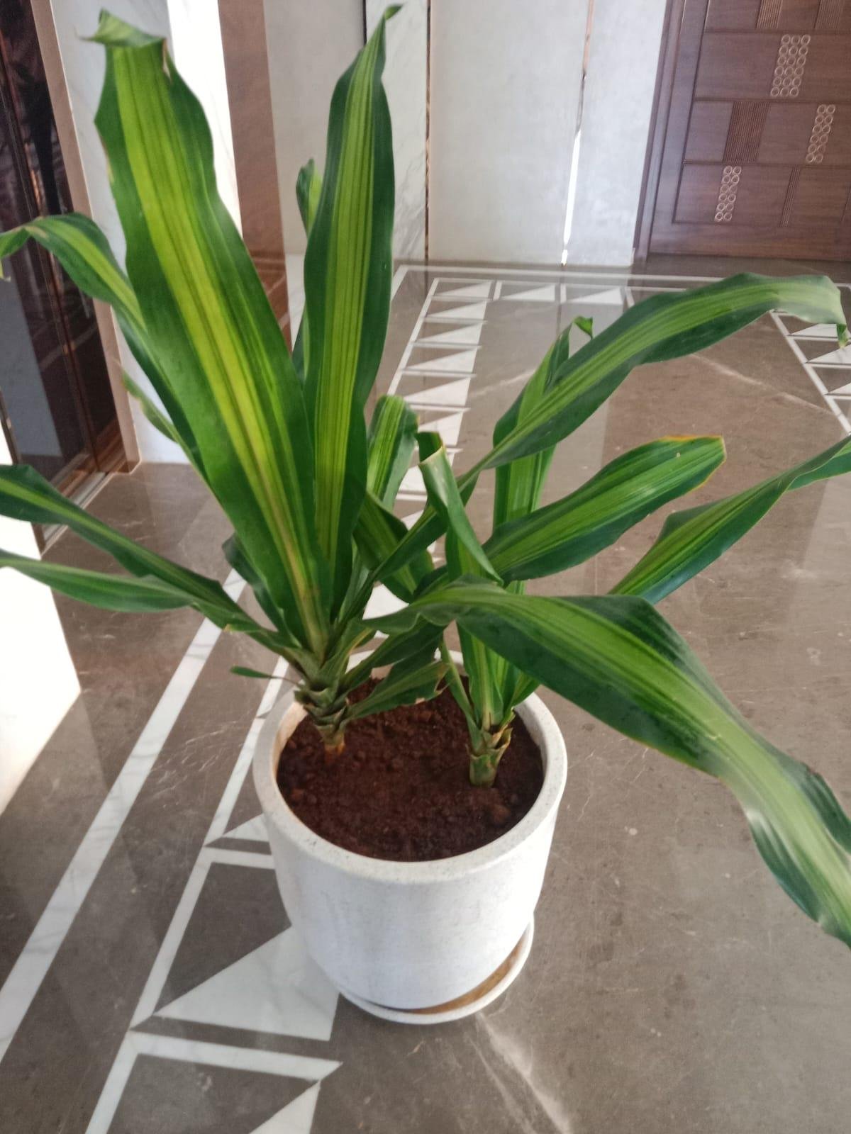 Green Garden — LeafyLoom