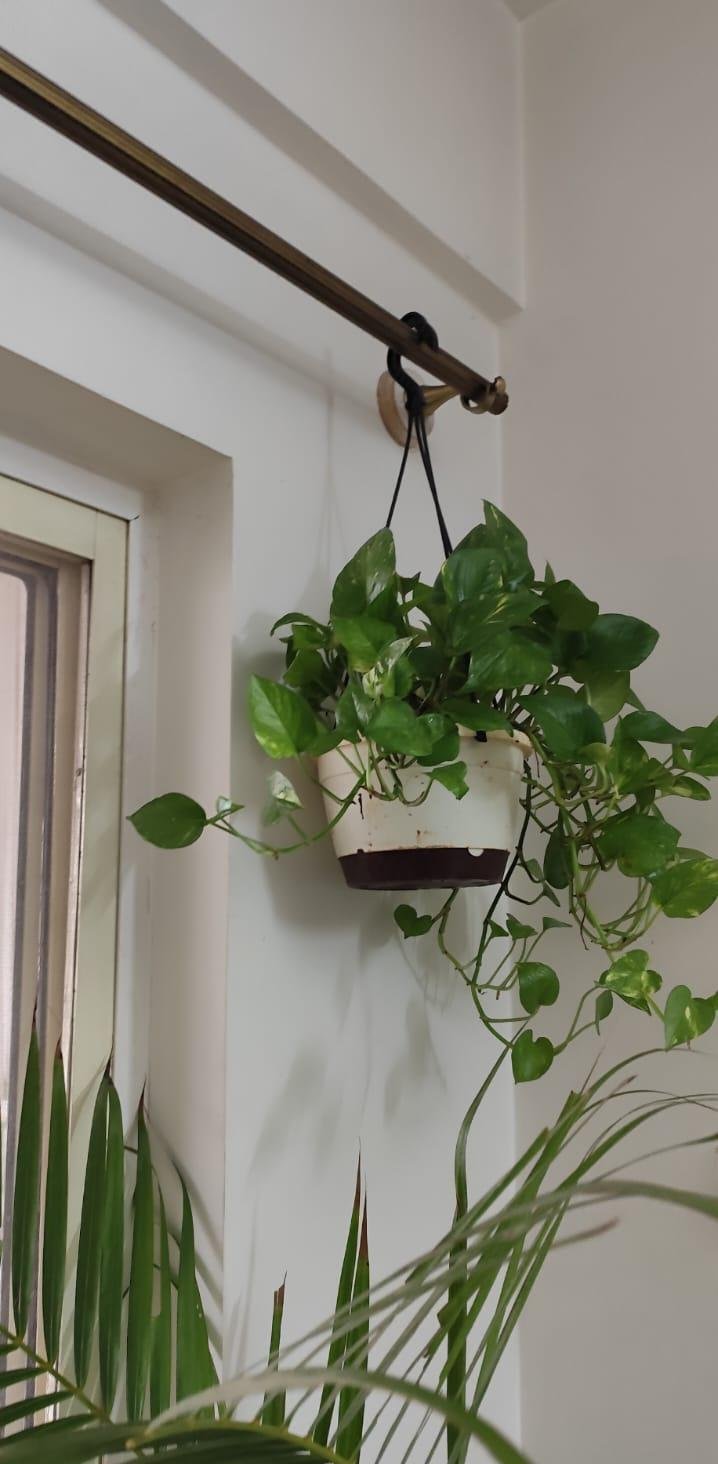Home Garden — LeafyLoom
