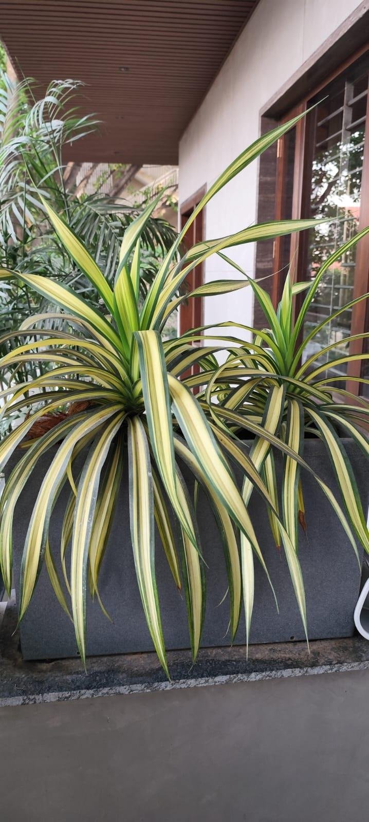 Home Garden — LeafyLoom