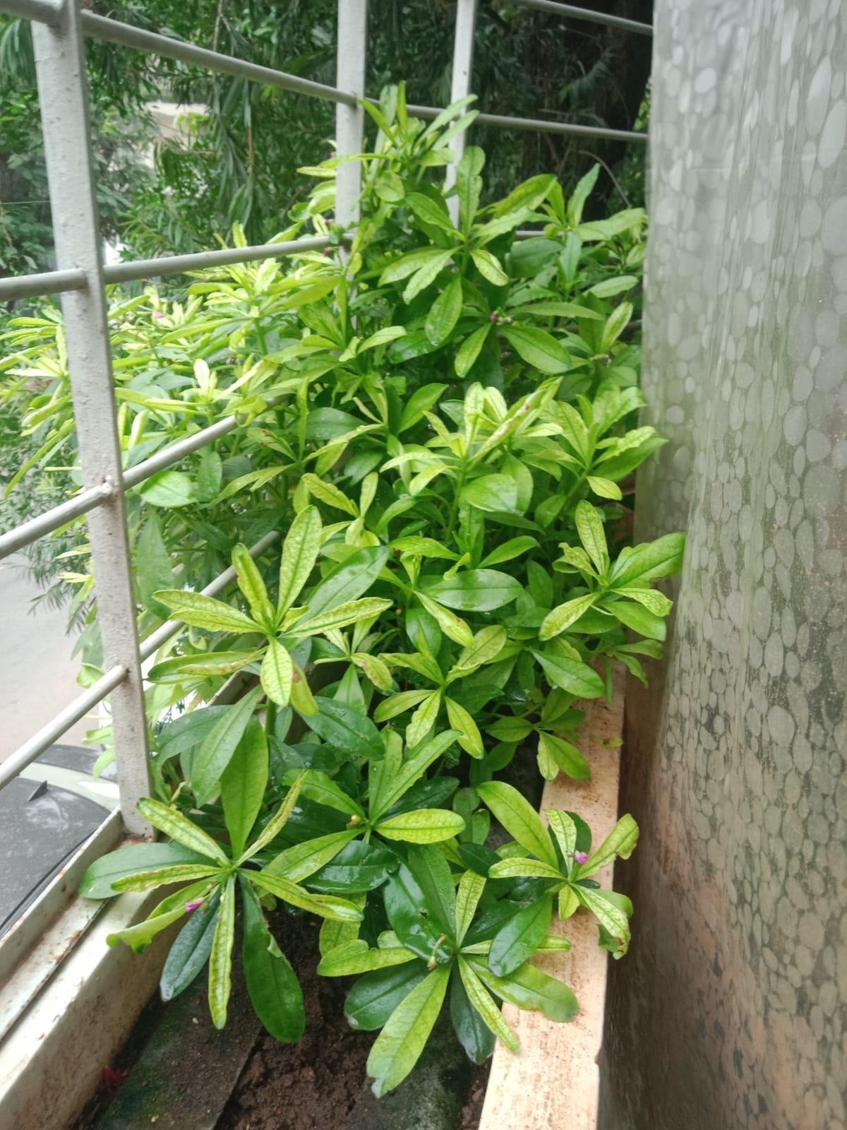 Home Garden — LeafyLoom