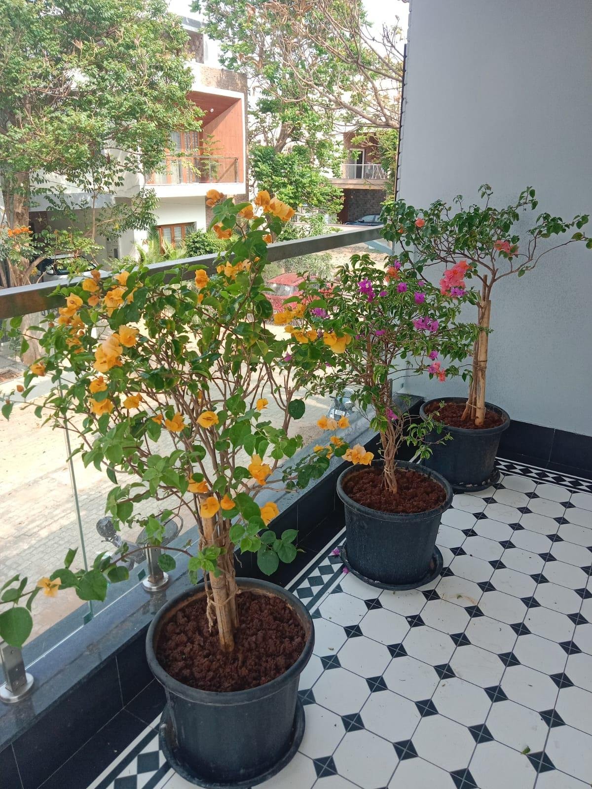 Home Garden — LeafyLoom