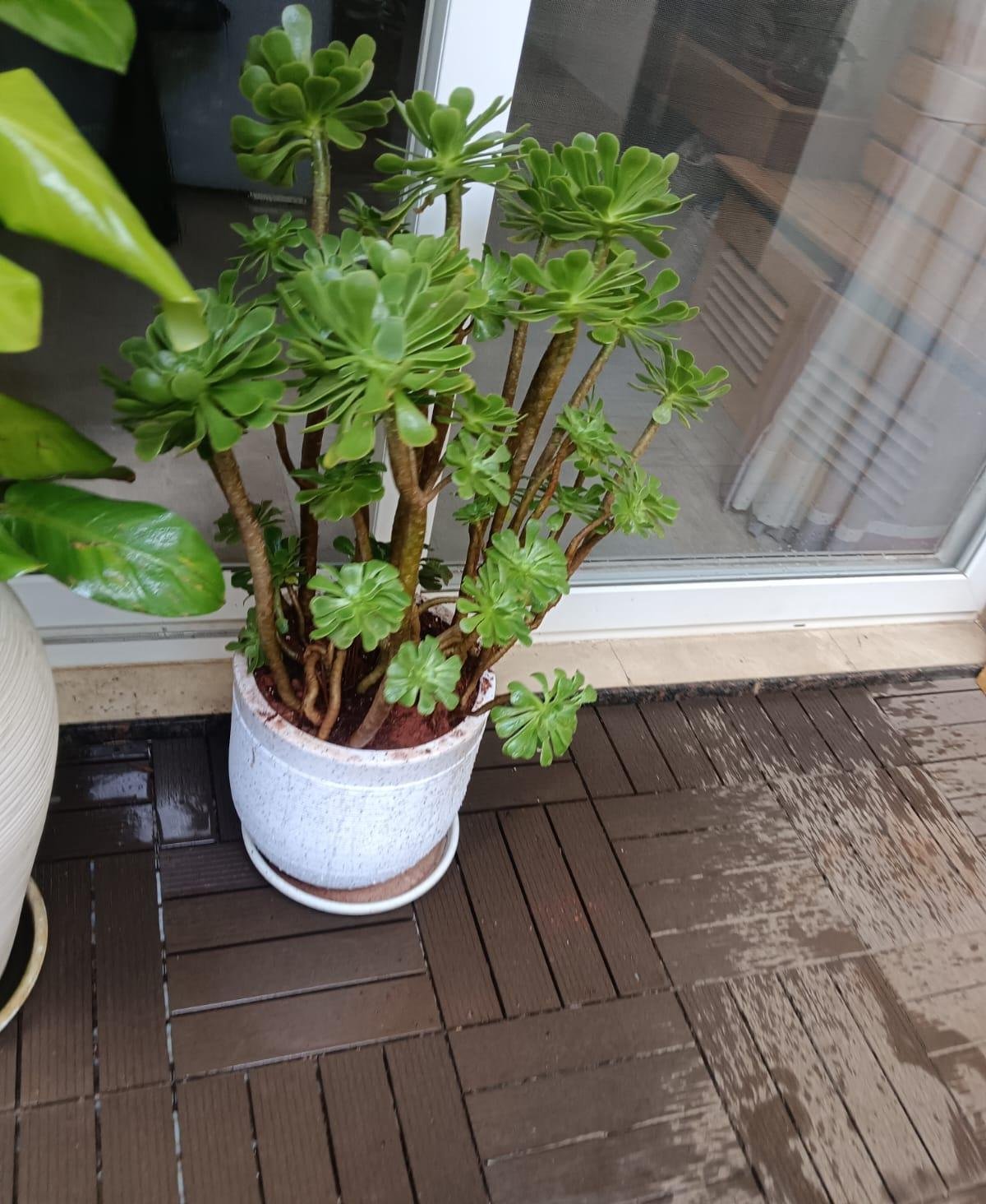 Landscape Garden Design — LeafyLoom