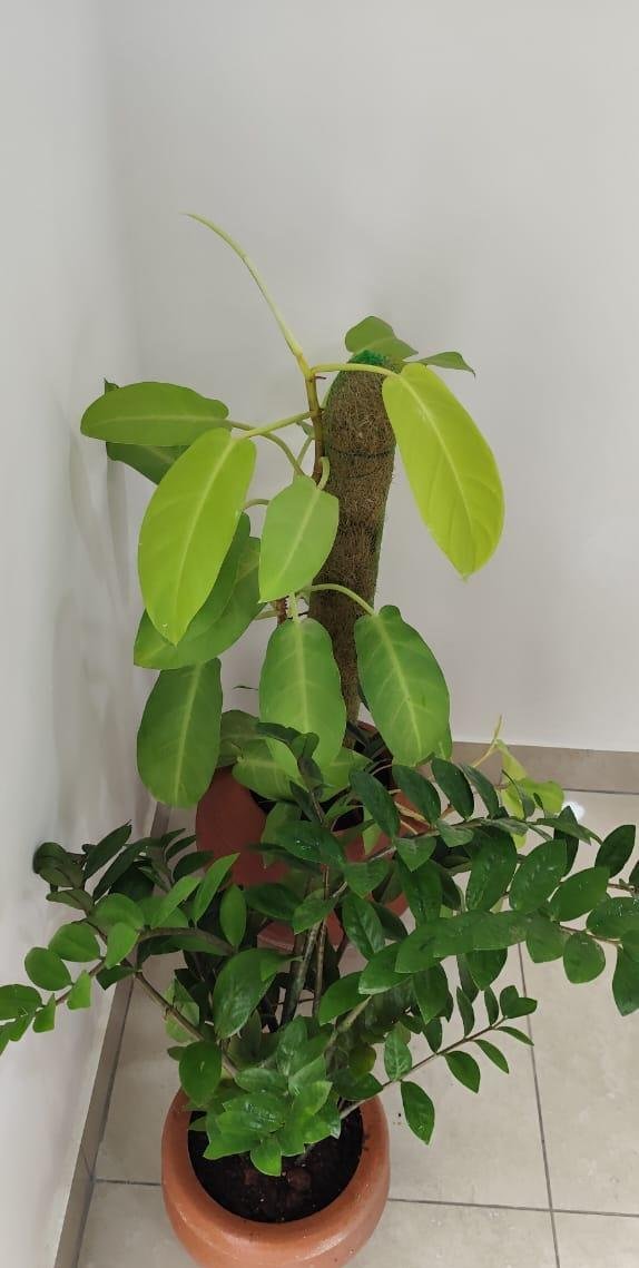 Outdoor Garden — LeafyLoom