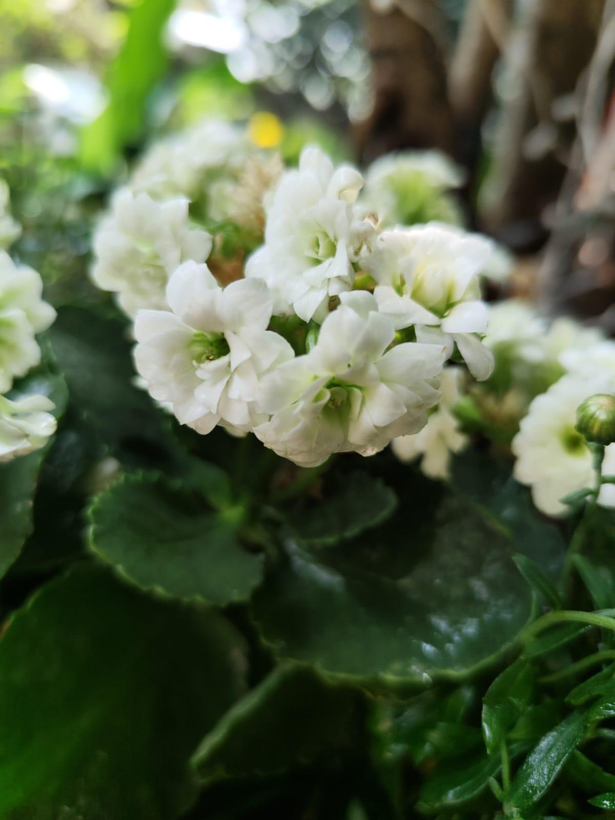 Outdoor Garden — LeafyLoom