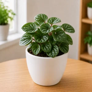 Peperomia
